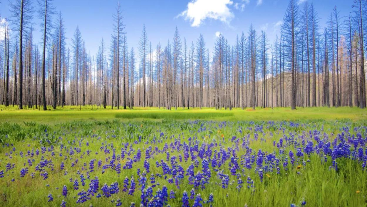 גרובלנד New Luxury Lake House In Pine Mountain Lake Close To Yosemite! Perfect For All Seasons! Great For Retreats, Getaways, Celebrations, And More! מראה חיצוני תמונה